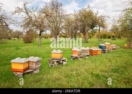 Alveari in un Apple Orchard Foto Stock