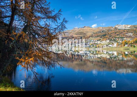 Lago tranquillo di Saint Moritz in autunno con larice dorato in primo piano Foto Stock