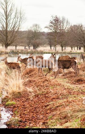 Branco di cervi nella stagione autunnale a Richmond Park, Regno Unito Foto Stock