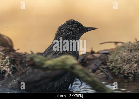 Primo piano selettivo di un bagno di starring europeo o comune (Sturnus vulgaris) nella pozza d'acqua Foto Stock