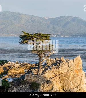 Monterey, USA - 26 luglio 2008: Vista dell'albero di Lone Cypress lungo la famosa 17 Mile Drive a Monterey. Fonti affermano che è uno degli alberi più fotografati Foto Stock