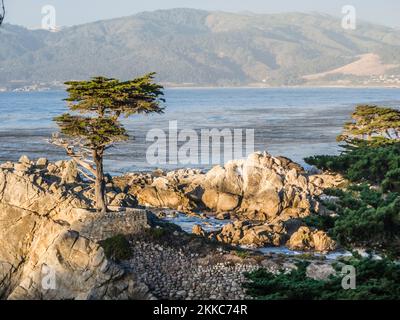 Monterey, USA - 26 luglio 2008: Vista dell'albero di Lone Cypress lungo la famosa 17 Mile Drive a Monterey. Fonti affermano che è uno degli alberi più fotografati Foto Stock