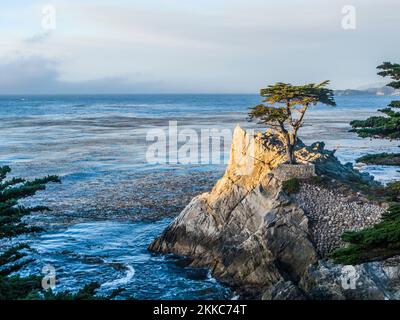 Monterey, USA - 26 luglio 2008: Vista dell'albero di Lone Cypress lungo la famosa 17 Mile Drive a Monterey. Fonti affermano che è uno degli alberi più fotografati Foto Stock