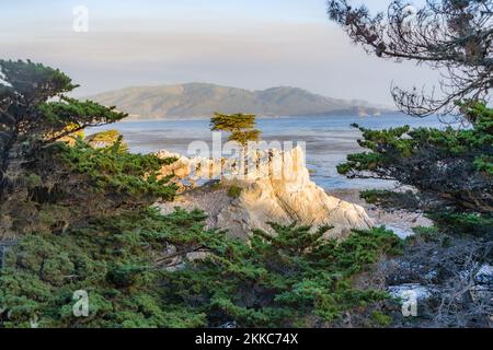 Pebble Beach, USA - 26 luglio 2008: Cipresso solitario al tramonto a Pebble Beach, USA. Da 250 anni questo cipresso solitario si erge sulla collina ed è nowada Foto Stock