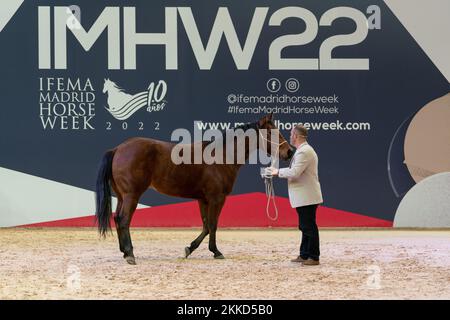 Madrid, Spagna. 25th Nov 2022. Un allenatore con un cavallo visto durante la settimana del Cavallo di Madrid. La settimana del cavallo di Madrid è un evento equestre multidisciplinare che coinvolge concorsi e programmi di spettacolo. Questa festa di cavalli e cavalieri si svolge ogni anno dal 25th al 27th novembre e quest'anno festeggiano il loro 10th ° anniversario. Credit: SOPA Images Limited/Alamy Live News Foto Stock