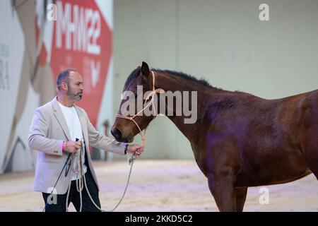 Madrid, Spagna. 25th Nov 2022. Un allenatore con un cavallo visto durante la settimana del Cavallo di Madrid. La settimana del cavallo di Madrid è un evento equestre multidisciplinare che coinvolge concorsi e programmi di spettacolo. Questa festa di cavalli e cavalieri si svolge ogni anno dal 25th al 27th novembre e quest'anno festeggiano il loro 10th ° anniversario. Credit: SOPA Images Limited/Alamy Live News Foto Stock