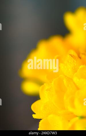 Primo piano dei fiori gialli di Fesia con spazio per il testo. Foto Stock