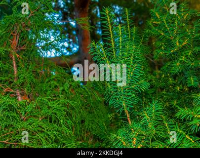 Yew albero con frutti rossi. Taxus baccata Fastigiata. Diramazione con bacche mature. Bacche rosse che crescono su rami di albero di tasso sempreverdi. Albero di tasso europeo Foto Stock