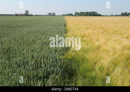 un campo di grano verde vicino ad un campo di orzo giallo nella campagna olandese in primavera Foto Stock