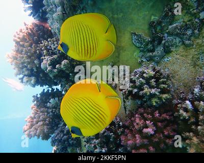 Scena di serenità sottomarina con pesce farfalla Semilarvatus d'oro - (Chaetodon semilarvatus) Foto Stock