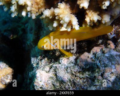 Serenità subacquea nel Mar Rosso con i pesci Citron Coralgoby - (Gobiodon citrinus) Foto Stock