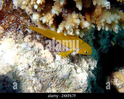 Serenità subacquea nel Mar Rosso con i pesci Citron Coralgoby - (Gobiodon citrinus) Foto Stock