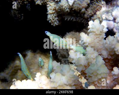 Arlecchino filefish (Oxymonacanthus longirostris) scena di serenità subacquea nel Mar Rosso, Egitto Foto Stock