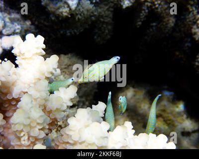 Arlecchino filefish (Oxymonacanthus longirostris) scena di serenità subacquea nel Mar Rosso, Egitto Foto Stock