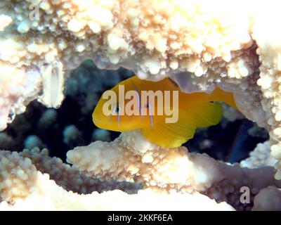 Serenità subacquea nel Mar Rosso con i pesci Citron Coralgoby - (Gobiodon citrinus) Foto Stock