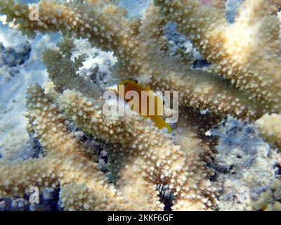 Serenità subacquea nel Mar Rosso con i pesci Citron Coralgoby - (Gobiodon citrinus) Foto Stock