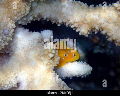 Serenità subacquea nel Mar Rosso con i pesci Citron Coralgoby - (Gobiodon citrinus) Foto Stock