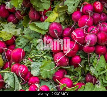Grappoli di Readihes Foto Stock
