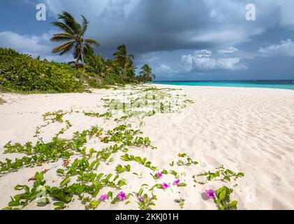 Fiori viola fioriscono sulla spiaggia di Flamenco, sull'isola tropicale dei Caraibi di Culebra, Puerto Rico, USA. Foto Stock