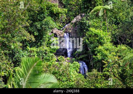 Cascate superiori la Coca nel Parco Nazionale della Foresta pluviale di El Yunque, sull'isola tropicale dei Caraibi di Puerto Rico, USA. Foto Stock