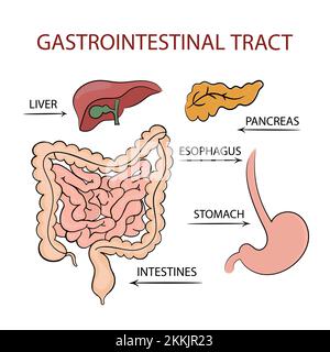 MEDICINA TRATTO GASTROINTESTINALE diagramma di formazione Schema vettoriale umano mano disegnata clip Art Vector Illustration Set Illustrazione Vettoriale