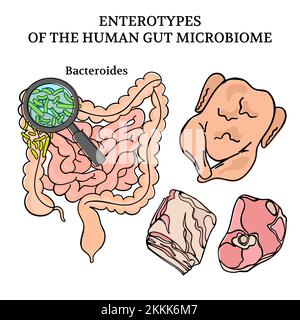 MICROBIOME ENTEROTYPES BACTEROIDES intestines Medicine Scheme Anatomy Human Hand Drawed clip Art Vector Illustration Set for Print Illustrazione Vettoriale