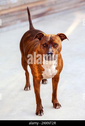 Un cane americano di 3 anni, femmina Pit Bull con un motivo di strisce verticali scure su pelliccia di arancio-rossastro sta guardando la macchina fotografica. California, Stati Uniti Foto Stock