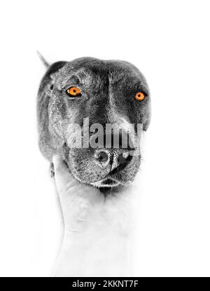 Un ritratto fine cattura il carattere del soggetto, non semplicemente l'immagine. Ciò è allineare per un cane come è per una persona. Una fotografia di un animale domestico sh Foto Stock