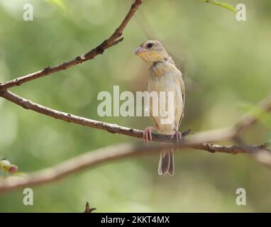 Baya tessitore, Ploceus philippinus, appollaiato sul ramo. Foto Stock