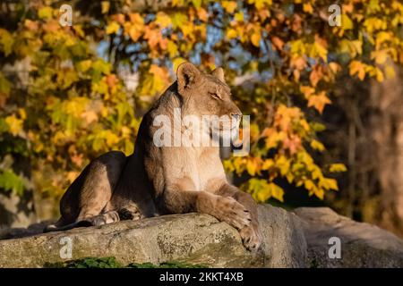 Una leonessa che si trova su una roccia, albero colorato in autunno sullo sfondo Foto Stock