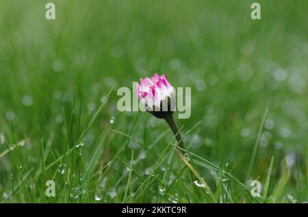 Primo piano, margherita comune (Bellis perennis), margherita singolo nell'erba nasale Foto Stock