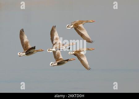 Oche di Greylag (Anser anser) in volo, Ziggsee, Parco Nazionale del Lago Neusiedl, Seewinkel, Burgenland, Austria, Europa Foto Stock