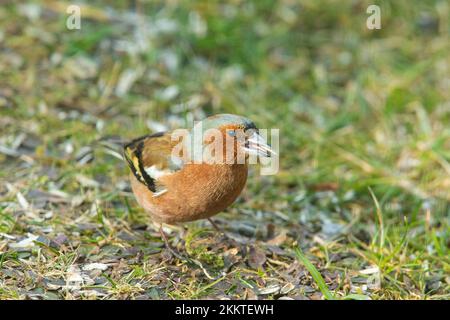 Chaffinch maschio con cibo in becco in piedi in erba verde guardando a destra Foto Stock