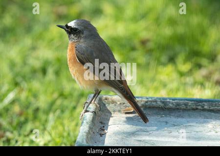 Maschio redstart seduto sul tavolo in erba verde a sinistra guardando Foto Stock