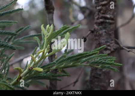 Macchia della Tasmania. Alberi di eucalipto. Foto Stock