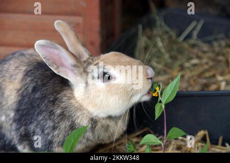 Primo piano, coniglio domestico (Oryctolagus cuniculus forma domestica), mangiare foglie da un ramoscello Foto Stock