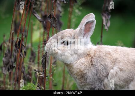 Primo piano, coniglio domestico (Oryctolagus cuniculus forma domestica), mangiare piante essiccate in giardino Foto Stock