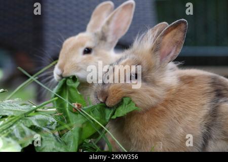 Primo piano, coniglio domestico (Oryctolagus cuniculus forma domestica), due conigli che godono di foglie fresche Foto Stock