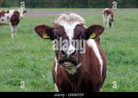 Bovini domestici (Bos taurus), ritratto di una mucca rossa macchiata al pascolo Foto Stock