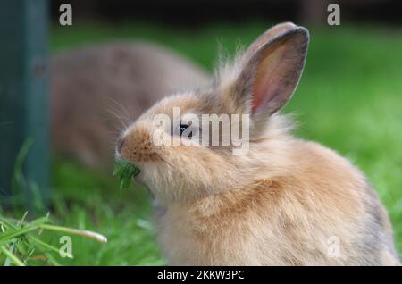 Primo piano, coniglio domestico (Oryctolagus cuniculus forma domestica), ritratto di coniglio domestico in un recinto Foto Stock