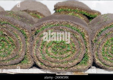 Prato, erba di zolle, erba sintetica, erba sintetica in rotoli Foto Stock