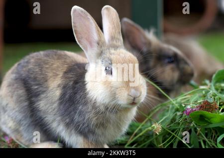 Primo piano, coniglio domestico (Oryctolagus cuniculus forma domestica), due, conigli che mangiano erba verde fresca Foto Stock