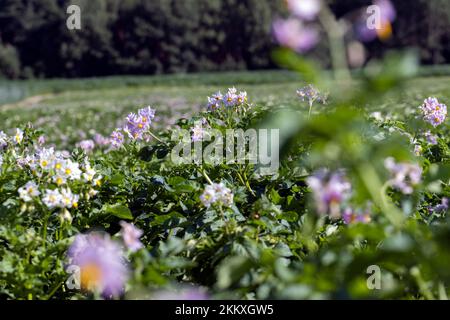 Campo di patate con cespugli verdi di patate fiorite, campo agricolo con patate nella stagione estiva Foto Stock