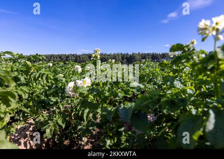 Campo di patate con cespugli verdi di patate fiorite, campo agricolo con patate nella stagione estiva Foto Stock
