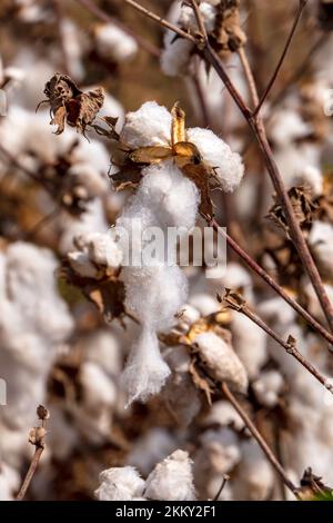 Tessere aperte di cotone maturo primo piano su uno sfondo sfocato di un campo agricolo. Messa a fuoco selettiva. Foto Stock