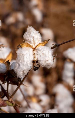 Tessere aperte di cotone maturo primo piano su uno sfondo sfocato di un campo agricolo. Messa a fuoco selettiva. Foto Stock