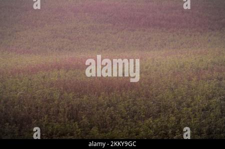 verde erba medica campo paesaggio. agricoltura erba erba erba erba erba erba medica. Foto Stock