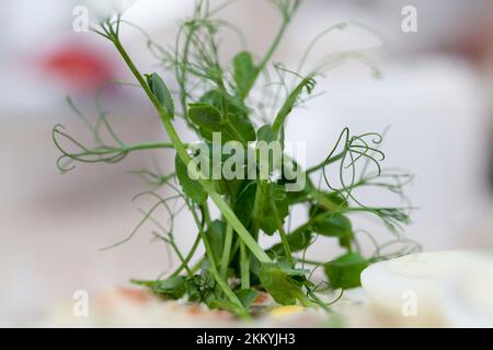 Insalata tradizionale russa olivier a base di salsiccia bollita, piselli verdi sottaceto, uova, maionese e cetrioli sottaceto Foto Stock
