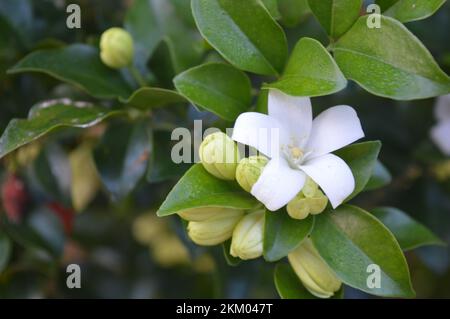 Fiori bianchi profumati di gelsomino stellato o di vite da falco di gelsomino (Trachelospermum jasminoides , gelsomino confederato, gelsomino meridionale) Foto Stock