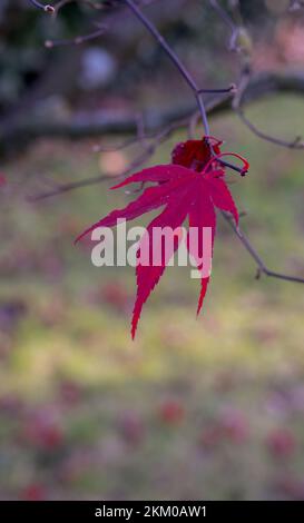 Primo piano di una bella foglia rossa su un acer rubrum (Sun Valley) nel tardo autunno, Wilts UK Foto Stock